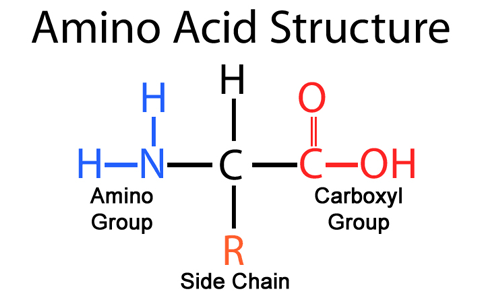 Overview of Amino Acid